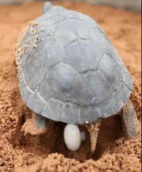烏龜懷孕怎麼看